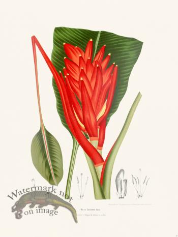 Horticulture of Java 32